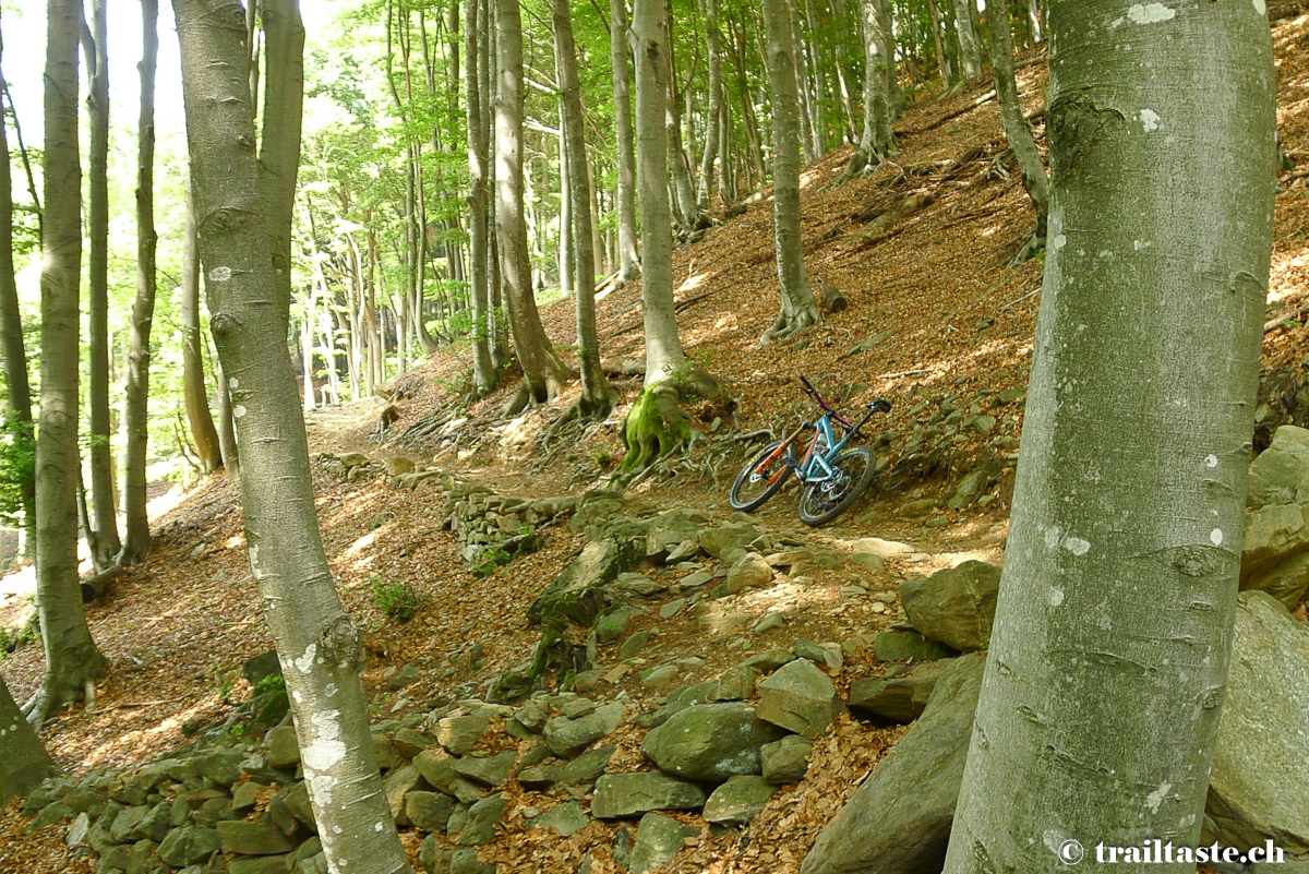 Carbon Trail